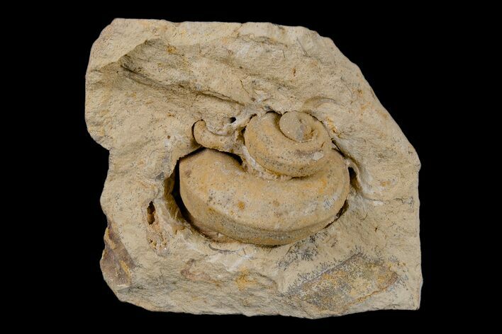 Ordovician Gastropod (Trochonema) Fossil - Wisconsin #173941